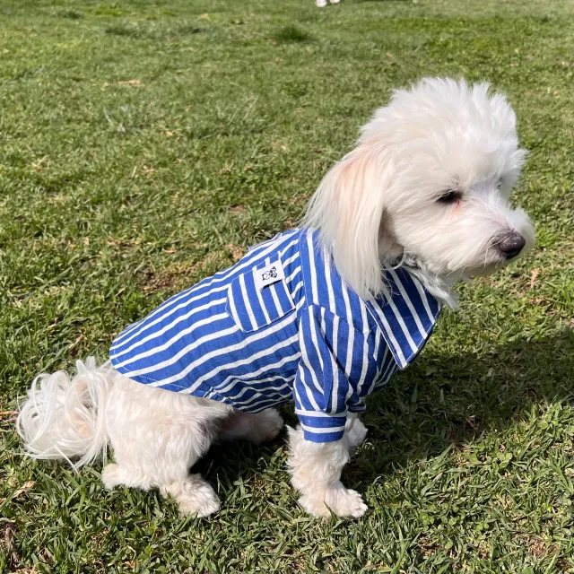 Shirt Pet