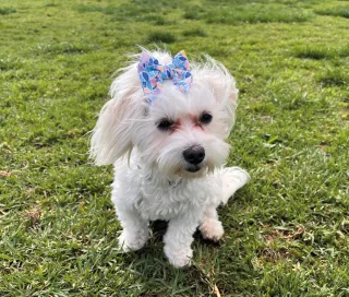 Ribbon Pet