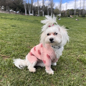 Cardigan Pet