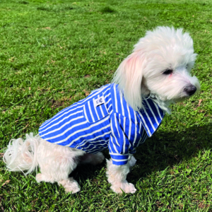 Shirt Pet