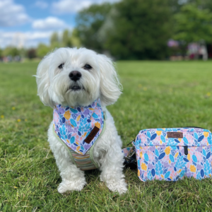 Matching Pet Bandana