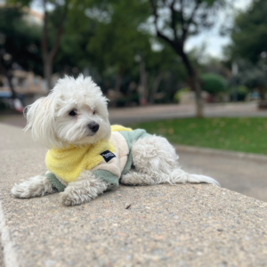 Fleece Jacket Yellow Pet