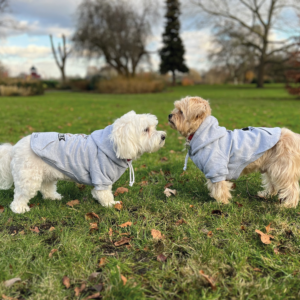 Hoodie Pet