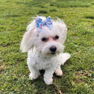 Ribbon Pet